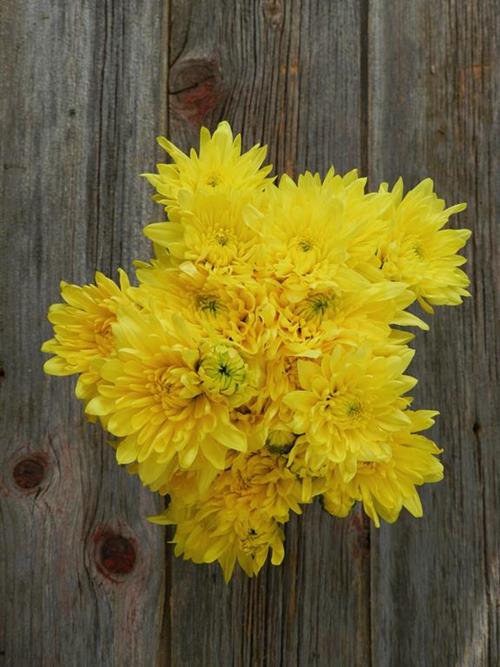 CHAMPAGNE  YELLOW POMPONS